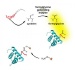 Researchers Develop New Way to Direct Chemical Modifications to Specific Sites on Recombinant Proteins