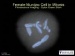 Visualizing Cells in Three Dimensions