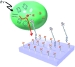 Researchers "Plug" Molecular "Wire" Directly into Biological Photosynthetic System