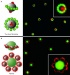 Researchers Coaxed Magnetic and Non-Magnetic Materials to Form Intricate Nano-Structures