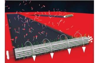 Researchers Create Fastest and Most Persistent DNA Motor at Nanoscale