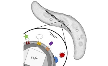 Nano-Toolkit Produce Novel Multifunctional Magnetic Nanoparticles