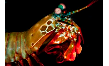 Dactyl Clubs of Mantis Shrimp Could be the Clue to Create More Resilient Surfaces