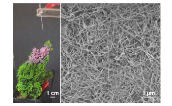 Engineers Develop Plant-Based Spray for Use in Energy Devices and N95 Masks