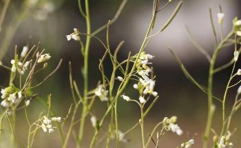 Silica Nanoparticles Could Act as Degradable Treatment Against Plant Pathogens