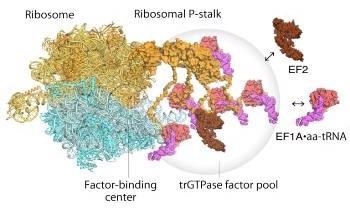 Advanced Atomic Force Microscopy Helps Observe Factor-Pooling by Ribosomes