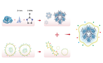 Metal-Organic Framework Helps Achieve Better Results for Cancer Immunotherapy