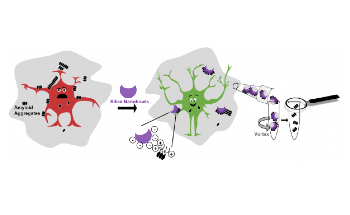 Nanobowls are a Potential Way to Deliver Treatments for Alzheimer’s Disease