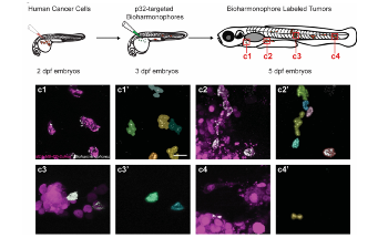 Biodegradable Nanoprobes Improve Cancer Diagnosis