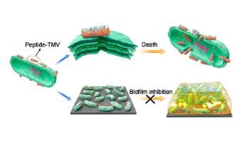 New Peptide-Conjugated Virus Nanoparticles Could Combat Gram-Negative Bacteria