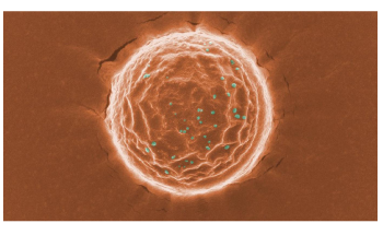 New “Nanotraps” Could Capture and Destroy Coronavirus Within the Body