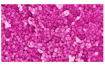 Study Addresses Potential Harmful Effects of Nanoplastics on Various Ecosystems