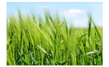 AI and Nanotechnology can Help Address Challenges Threatening Global Food Security