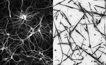 Artificial Network of Nanowires can be Tuned to Respond Like the Brain