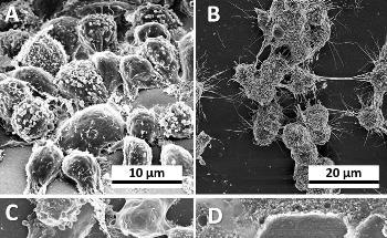 Magnetic Nanoparticles-Based Reproducible System for Co-Cultivation of Cells