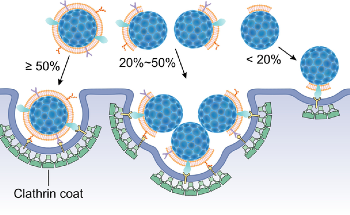 Fluorescence Quenching Assay to Probe the Integrity of Cell Membrane Coating