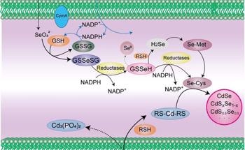 New Concept for Space-Time Coupled Live-Cell Synthesis of Nanocrystals
