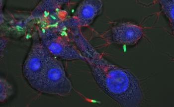 Scientists Use Nanoparticles to Kill Bugs
