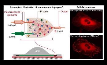 New Nanocomputing Agent can Control Function of Specific Protein