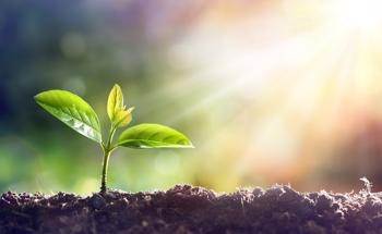 Biogenic Nanoparticles Synthesized from African Medicinal Plants for Wound Healing