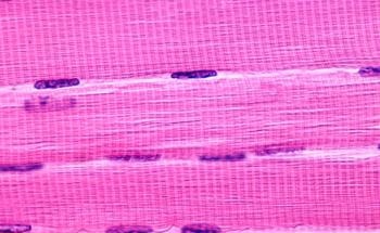 Rapid in Vitro Generation of Muscle Cells with Graphene Oxide Nanopillar Arrays