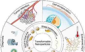 Smart Transformable Nanoparticles Could Help Improve Tumor Diagnosis, Treatment