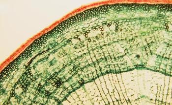 Nanoindentation of Wood Cell Wall to Improve Sustainable Material Potential