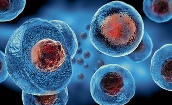Graphene Based Scaffold Aids Peripheral Nerve Stem Cell Treatment in Diabetic Mouse Model