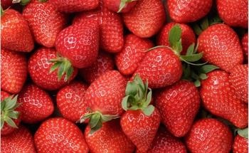 Strawberry Yield and Quality Improved After CuO2 Nanoparticle Exposure
