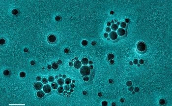 Color-Coded Test Signals Whether New Nanoparticles Deliver Cargo into Target Cells