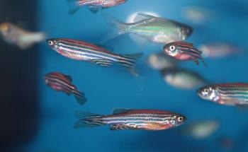 Zebrafish Model Exposes Biological Effects of Nanoplastics