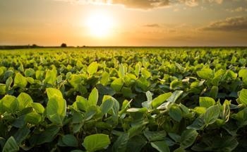 Iron Oxide Nanomaterial Supports Sustainable Soybean Production