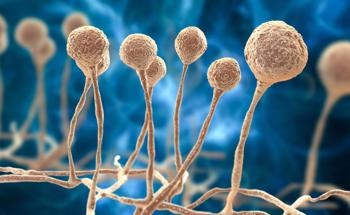 New Biocompatible, Fast-Acting Antifungal Nanomaterial