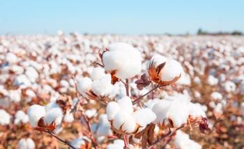 Cotton Fibers Covered with Nanoparticles for "Smart" Dye Absorption