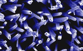 Nanomedicine can be Improved with More Predictive In Vitro Assays