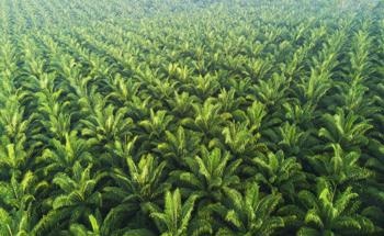 A New Era of Sustainable Palm Oil with Nanotechnology