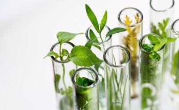 Green Nanoparticle Synthesis: Future Perspectives and Challenges