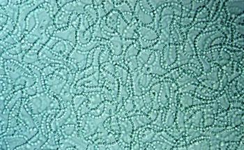 New Technique Removes Harmful Algae to Purify Water