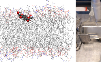 Researchers Examine Transportation Mechanism of Microplastics in Bilayer Membranes