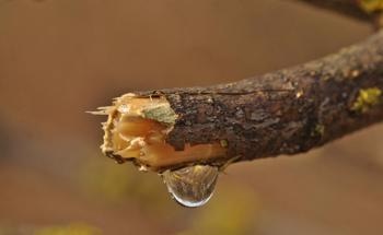 Novel Chemosensors Created from Carbonized Xylem Sap