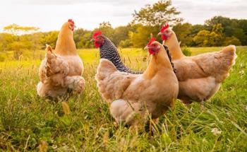 Nanotechnology Helps to Define the Poultry Industry's Diet