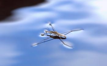 Nanotech Powered Robot Walks on Water
