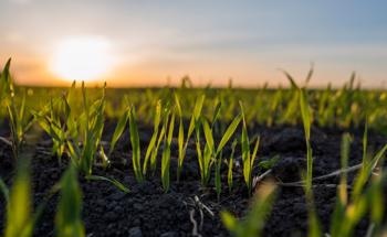 Modeling how Nanoplastics Travel Across the Agricultural Soil