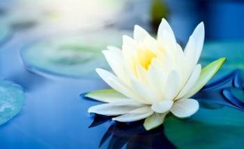 Lotus-Like Nanocatalyst Boosts EGOR Reaction