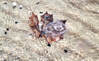 New Perspective on Designing Nanoparticle-Based Water Treatment