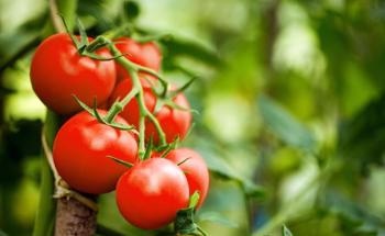 Nanofertilizers Could Help to Solve Agriculture's Water Crisis