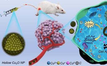 Study Designs HCONC Dual-Shell Structures as Nanozymes for CDT Oncotherapy