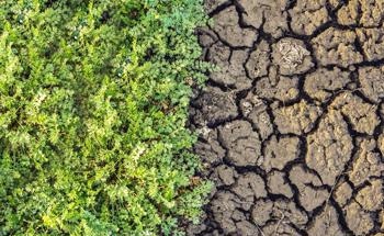 Nanofertilizer Helps to Rejuvenate Dead Soil