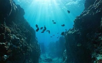 New Imaging Technology Helps to Take Advanced Underwater Visuals