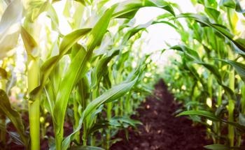 Studying Nanoparticle Impact on Crops Informs Safe Agriculture